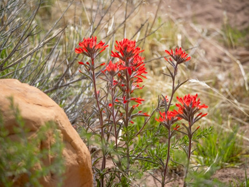 Castilleja chromosa