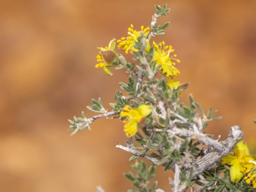 Coleogyne ramosissima