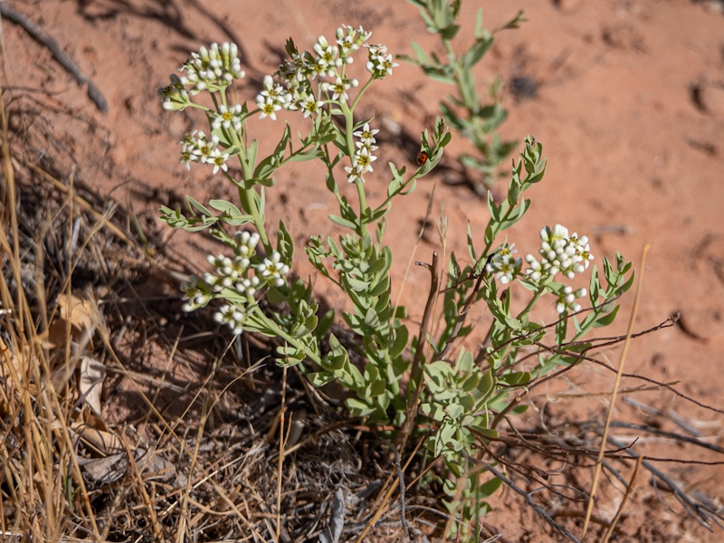 Comandra umbellata