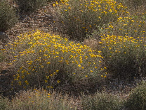 Encelia virginensis
