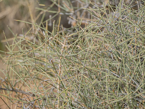 Ephedra nevadensis
