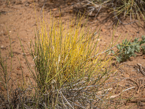 Ephedra viridis