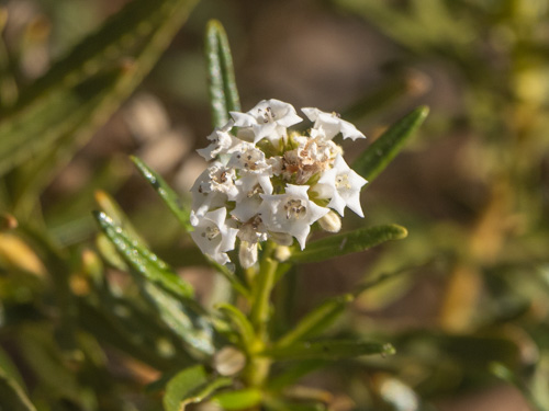 Eriodictyon angustifolium