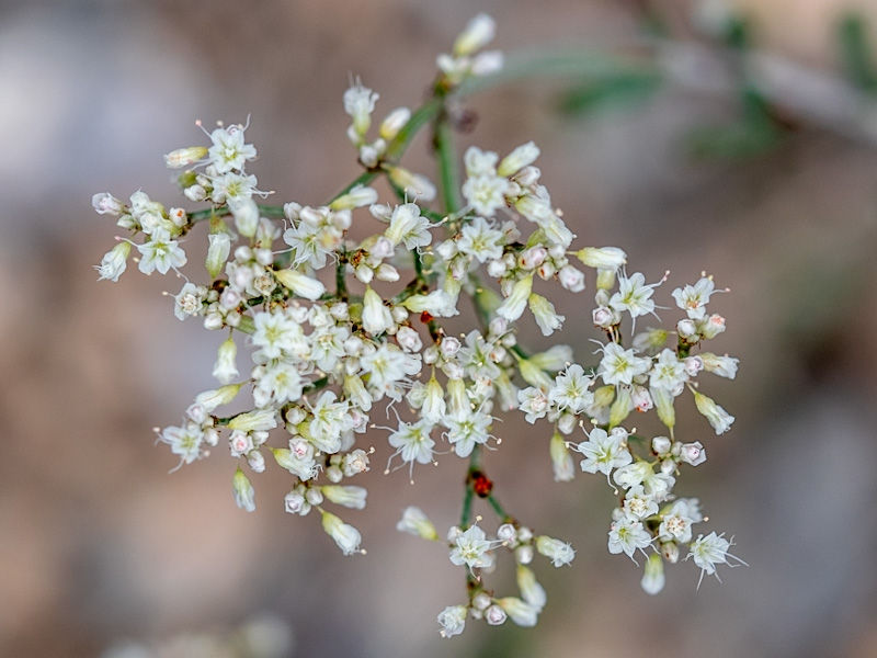 Eriogonum microtheca