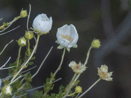 Fallugia paradoxa