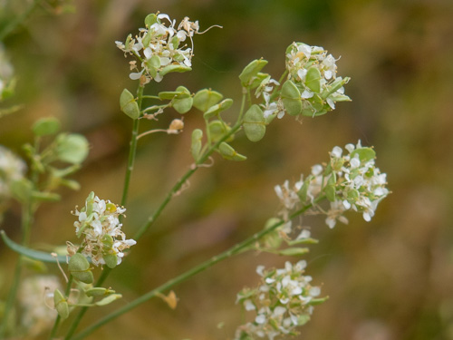 Lepidium fremontii