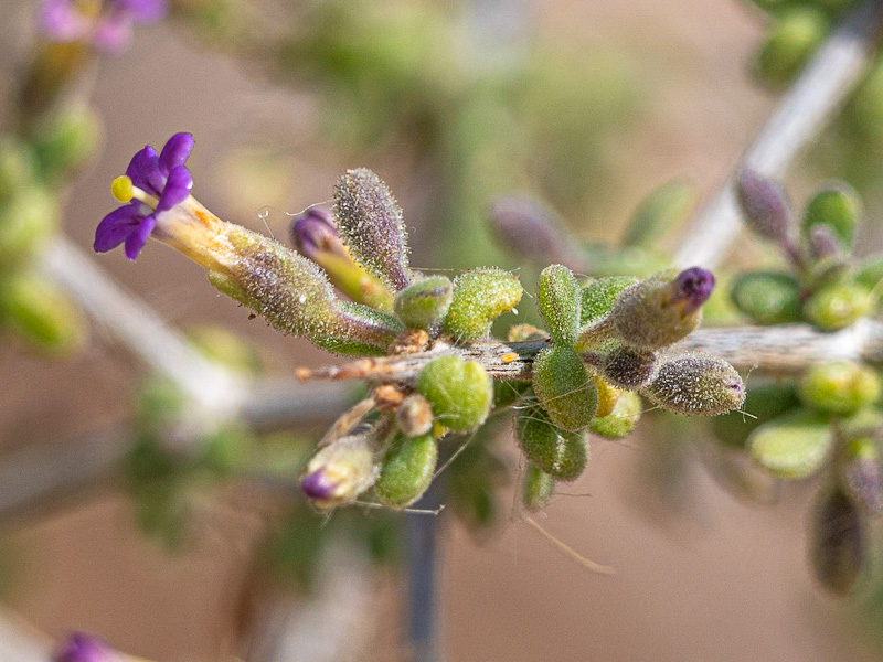 Lycium fremontii