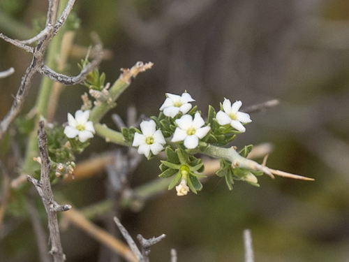 Menodora spinescens