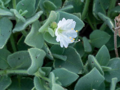 Mirabilis laevis var. villosa