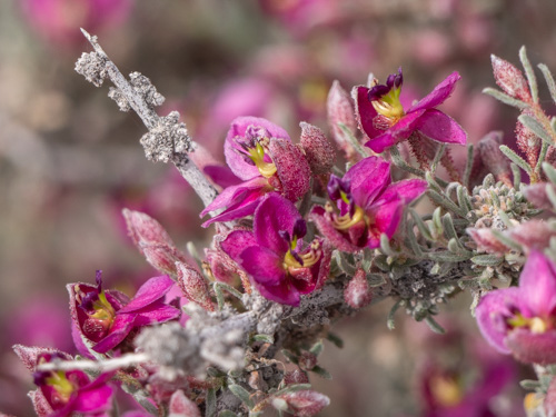 Penstemon thompsoniae