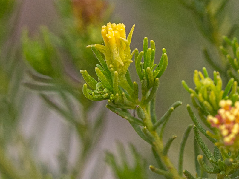 Peucephyllum schottii
