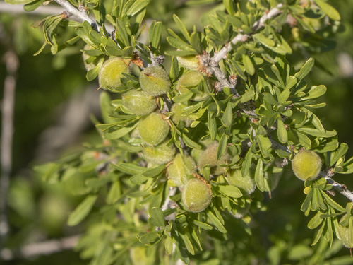 Prunus fasciculata