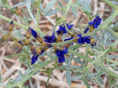 Psorothamnus fremontii