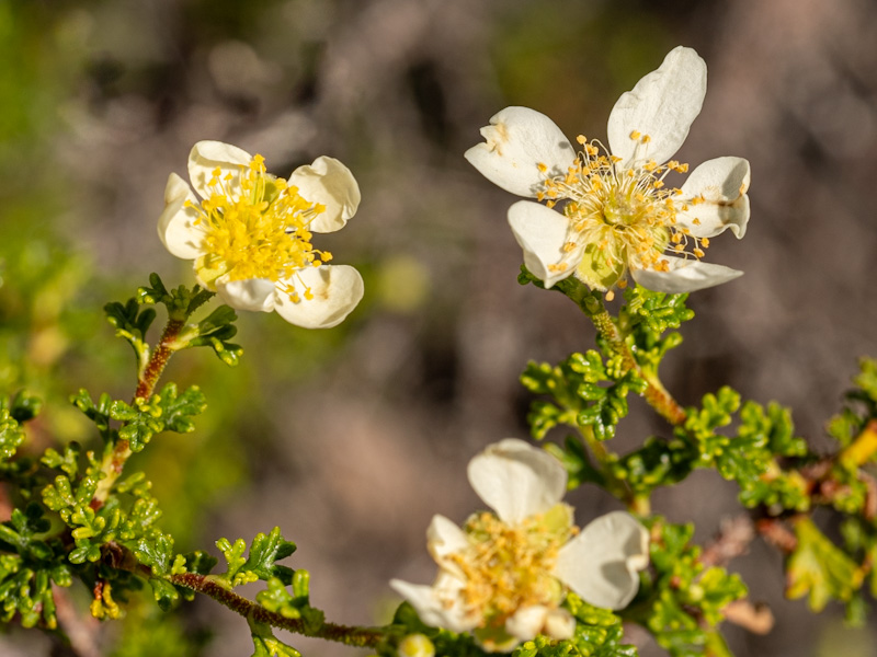 Purshia stansburiana