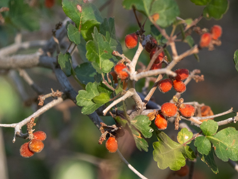 Rhus trilobata