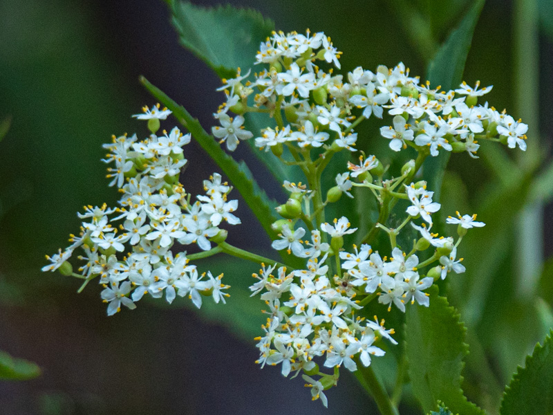 Sambucus cerulea