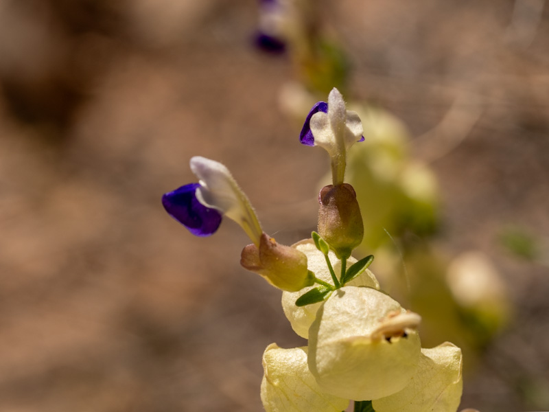 Scutellaria mexicana