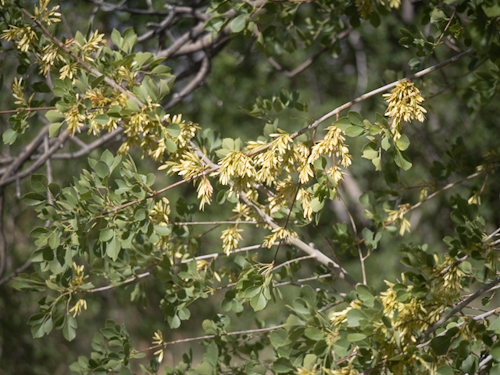 Fraxinus velutina