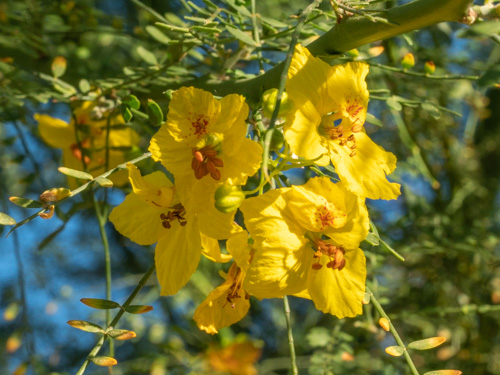 Parkinsonia florida