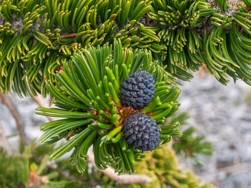 Pinus longaeva