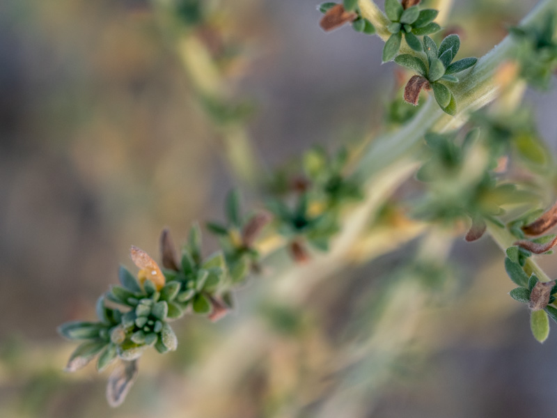 Bassia hyssopifolia
