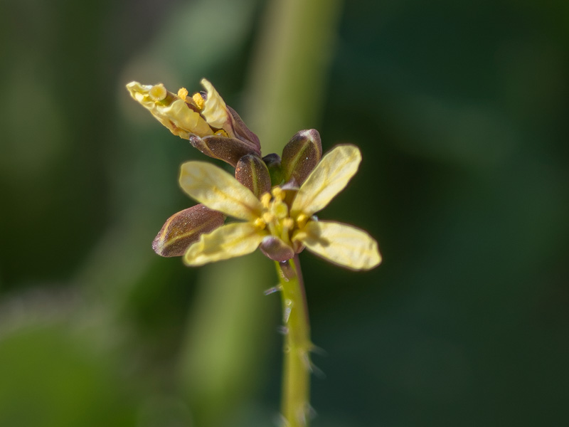 Brassica tournefortii