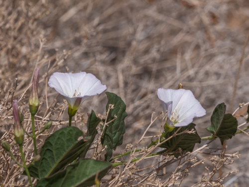 Convolvulus arvensis