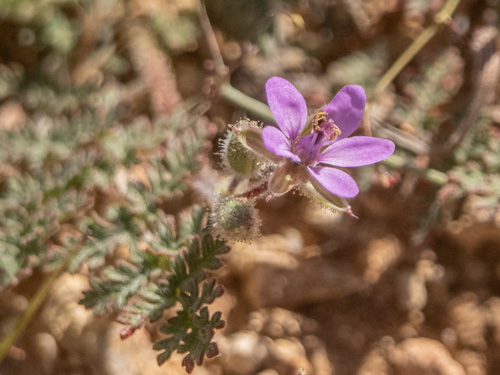 Erodium cicutarium