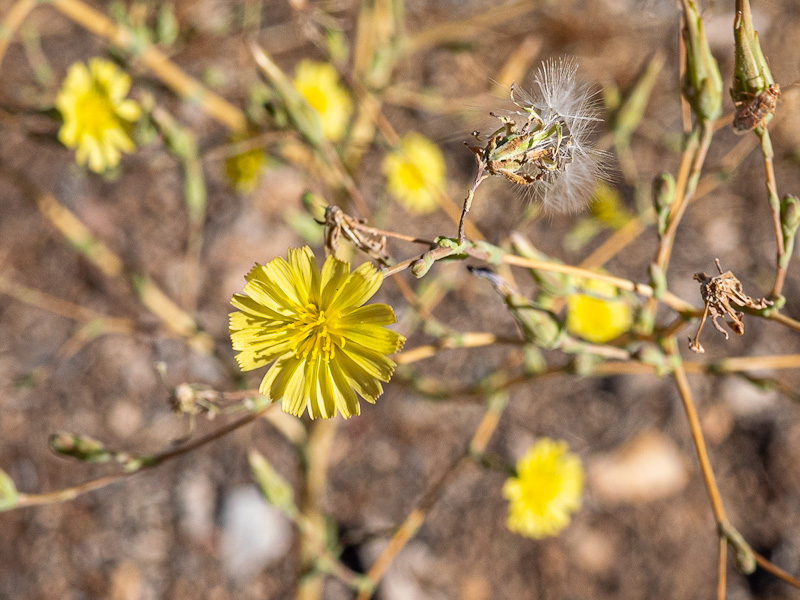 Lactuca serriola