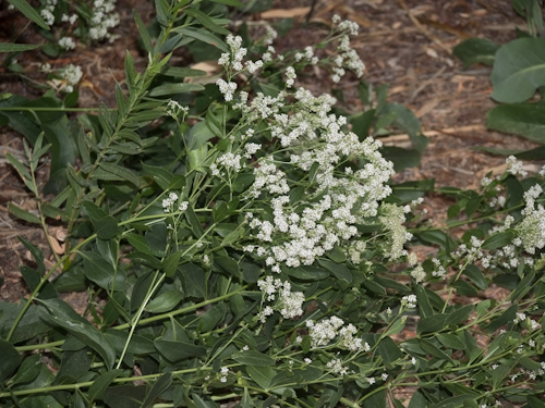 Lepidium latifolium