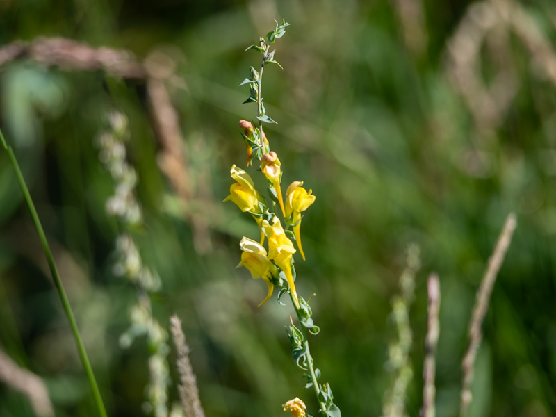 Linaria dalmatica