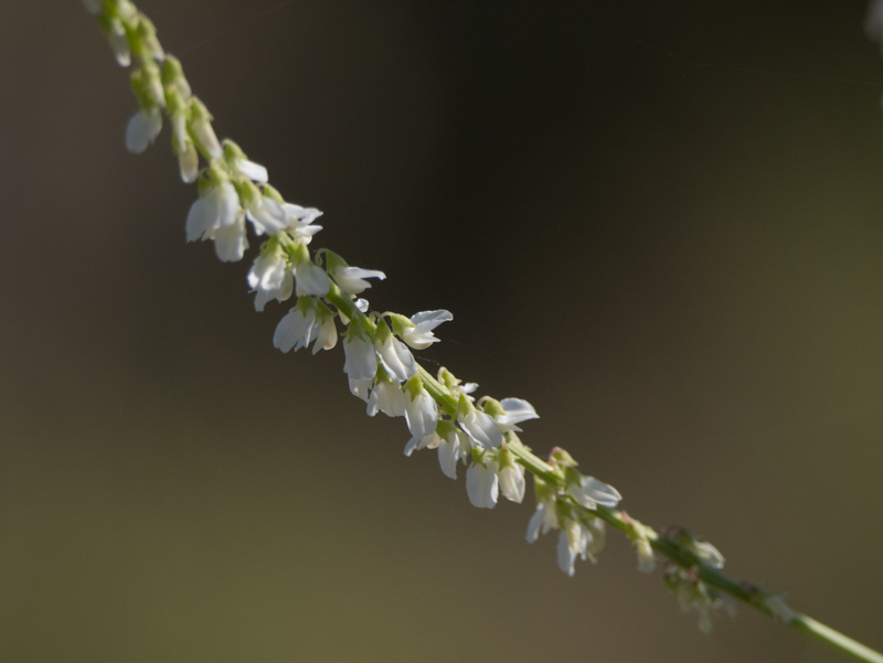 Melilotus albus