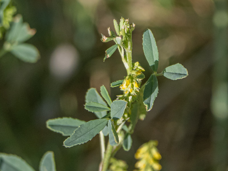 Melilotus indicus