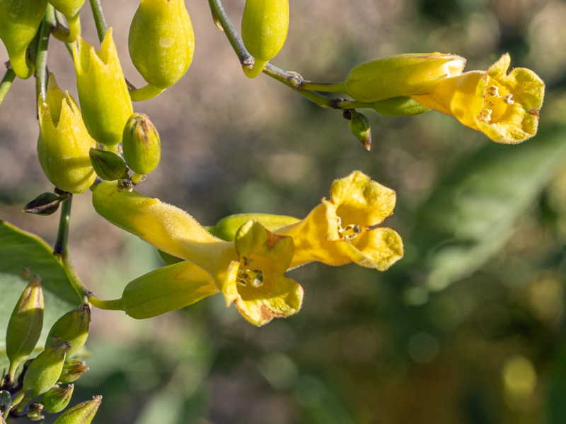 Nicotiana glauca