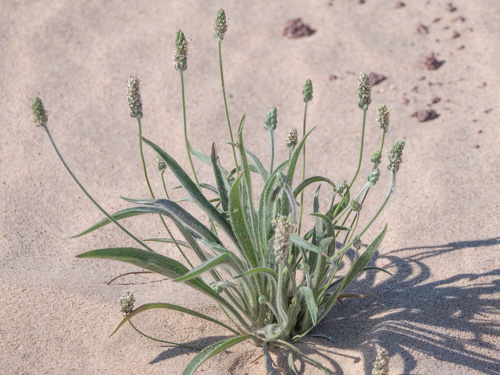 Plantago ovata