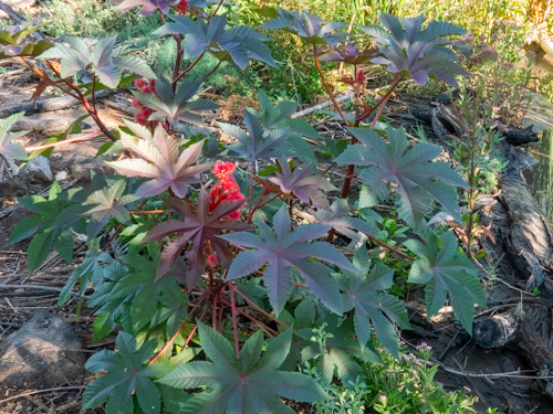 Ricinus communis