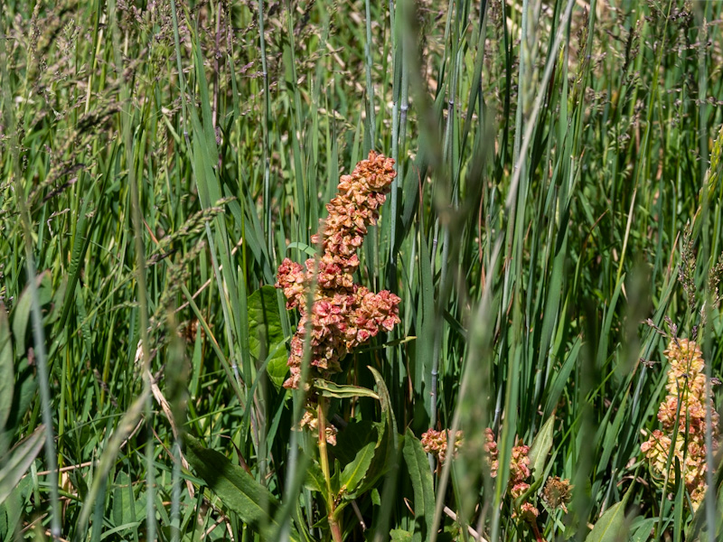Rumex hymenosepalus