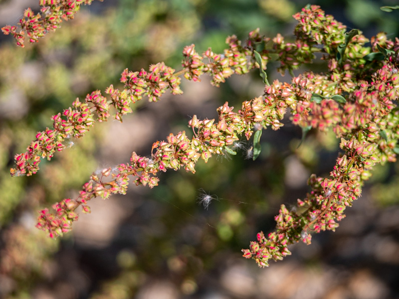 Rumex obtusifolius