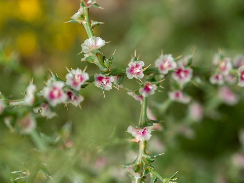 Salsola tragus