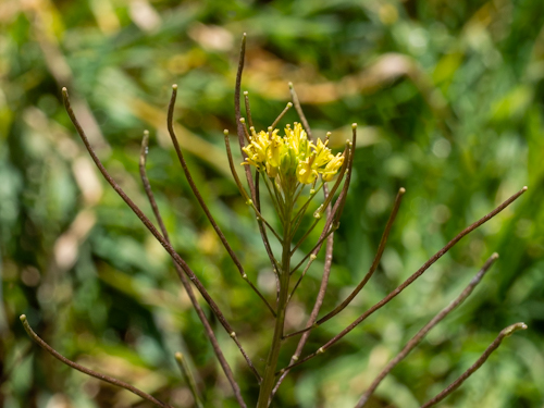 Sisymbrium irio