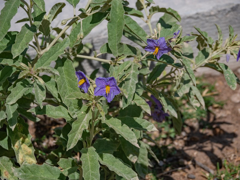 Solanum elaeagnifolium