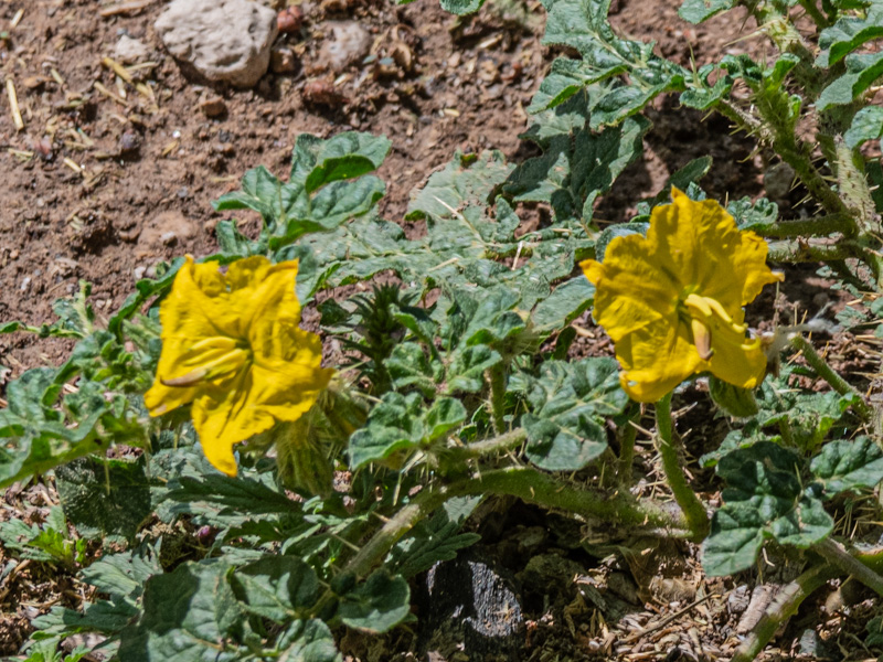 Solanum rostratum