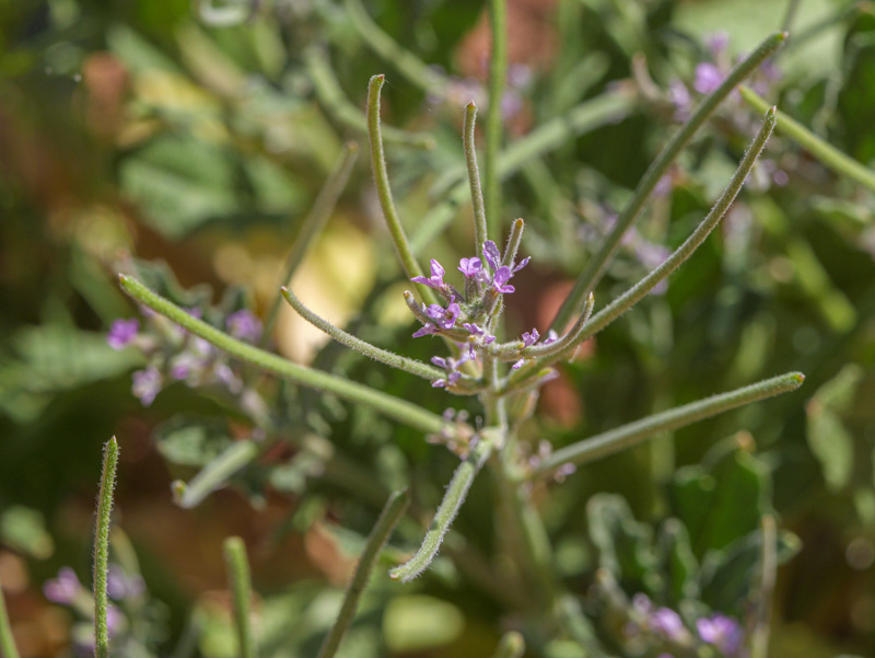 Strigosella africana