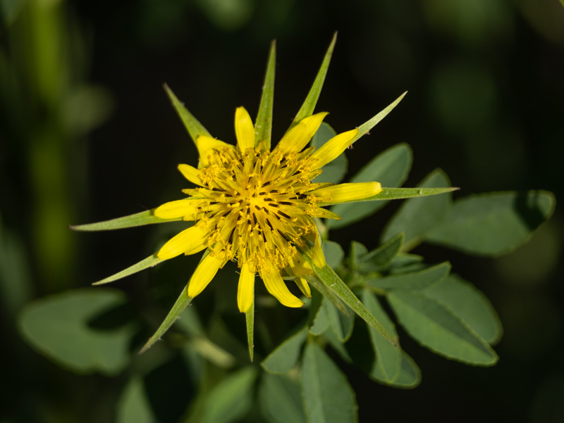 Western Salsify