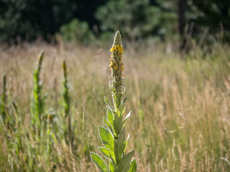 Verbascum thapsus