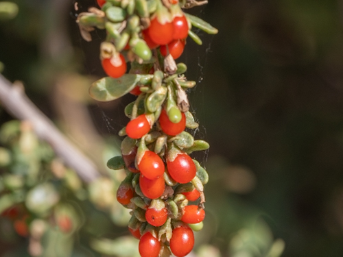 Anderson's Wolfberry (Lycium andersonii)