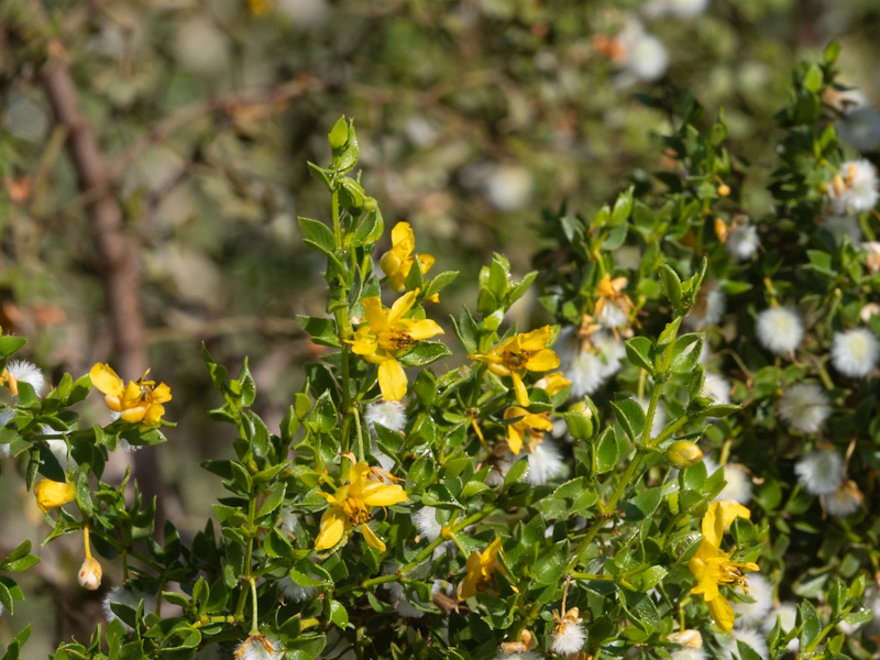 Shadescale Saltbrush (Atriplex confertifolia)