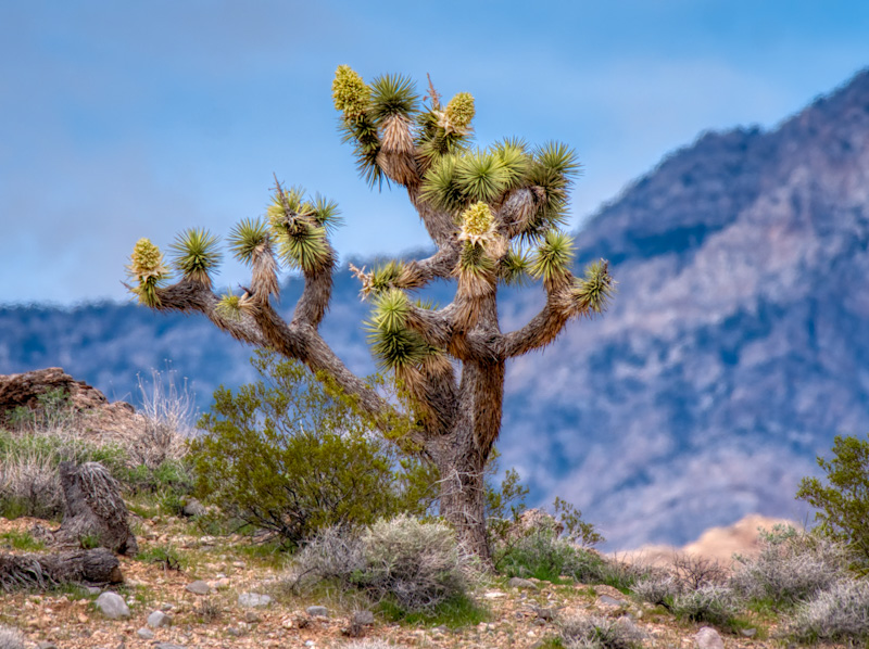 Joshua Tree (Yucca brevifolia)