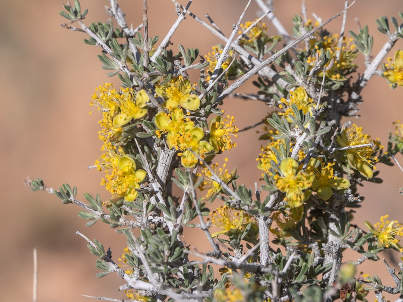 Blackbrush (Coleogyne ramosissima)