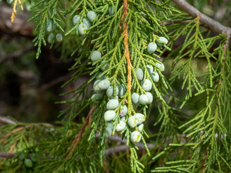 Utah Juniper (Juniperus osteosperma)